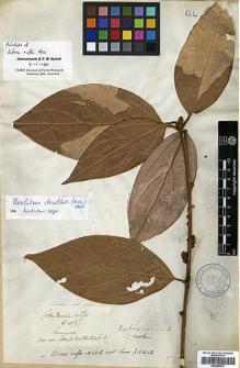 Type specimen at Edinburgh (E). Hooker, Joseph: . Barcode: E00346674.