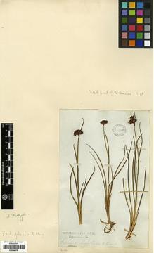 Type specimen at Edinburgh (E). Menzies Herbarium (MENH): . Barcode: E00346675.