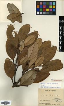 Type specimen at Edinburgh (E). Balansa, Benedict: 3639. Barcode: E00346680.