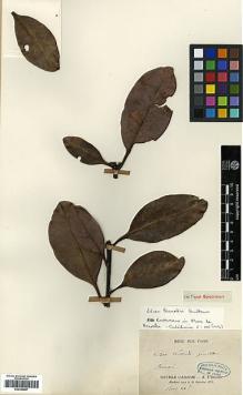 Type specimen at Edinburgh (E). Lécard, M.T.: . Barcode: E00346687.