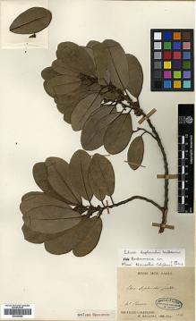 Type specimen at Edinburgh (E). Balansa, Benedict: 3136. Barcode: E00346689.