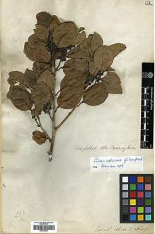 Type specimen at Edinburgh (E). Cunningham, Allan: . Barcode: E00346693.
