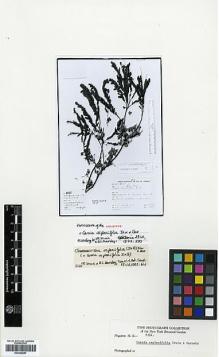Type specimen at Edinburgh (E). Duarte, A.: 8822. Barcode: E00346697.