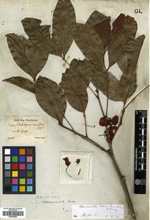 Type specimen at Edinburgh (E). Sellow, Friedrich: . Barcode: E00346699.
