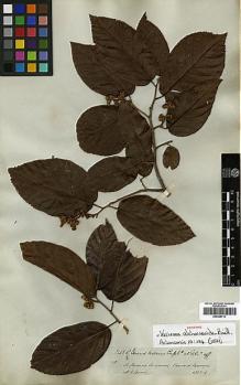Type specimen at Edinburgh (E). Spruce, Richard: 3283. Barcode: E00346713.