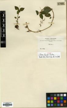 Type specimen at Edinburgh (E). Bang, Miguel: 1788. Barcode: E00346714.