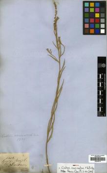Type specimen at Edinburgh (E). Gardner, George: 3438. Barcode: E00346718.