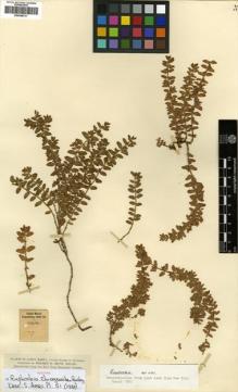 Type specimen at Edinburgh (E). Smith, Herbert: 77. Barcode: E00346731.