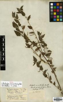 Type specimen at Edinburgh (E). Hartweg, Karl: 512. Barcode: E00346734.