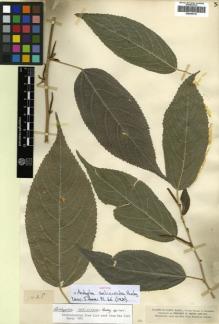 Type specimen at Edinburgh (E). Smith, Herbert: 1428. Barcode: E00346735.