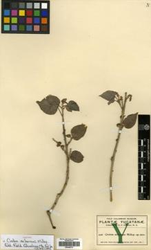 Type specimen at Edinburgh (E). Gaumer, George: 449. Barcode: E00346737.