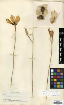 Type specimen at Edinburgh (E). Macbride, James: 268. Barcode: E00346750.