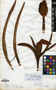 Type specimen at Edinburgh (E). Hooker, Joseph: . Barcode: E00346752.