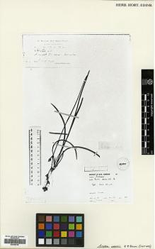 Type specimen at Edinburgh (E). Wood, John: 751. Barcode: E00346764.