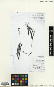 Type specimen at Edinburgh (E). Galpin, Ernest: 1015. Barcode: E00346771.