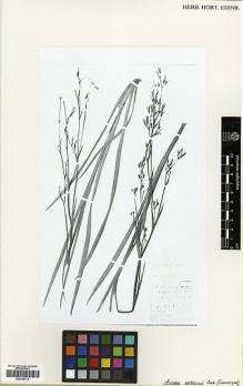 Type specimen at Edinburgh (E). Ecklon, Christian; Zeyher, Carl: IRID. 59. Barcode: E00346773.