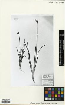 Type specimen at Edinburgh (E). Ecklon, Christian; Zeyher, Carl: IRID. 55. Barcode: E00346777.
