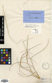 Type specimen at Edinburgh (E). Brown, Robert: 6197. Barcode: E00346793.