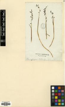 Type specimen at Edinburgh (E). : . Barcode: E00346809.