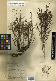 Type specimen at Edinburgh (E). Forrest, George: 10535. Barcode: E00346814.