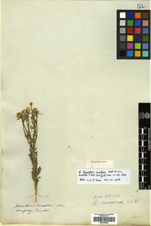 Type specimen at Edinburgh (E). Tweedie, John: . Barcode: E00346829.