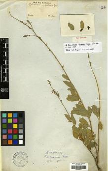 Type specimen at Edinburgh (E). Sellow, Friedrich: . Barcode: E00346832.