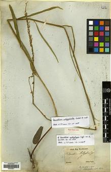 Type specimen at Edinburgh (E). Sellow, Friedrich: . Barcode: E00346833.