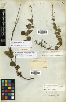 Type specimen at Edinburgh (E). Sellow, Friedrich: . Barcode: E00346835.
