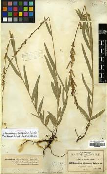 Type specimen at Edinburgh (E). Pringle, Cyrus: 3211. Barcode: E00346864.