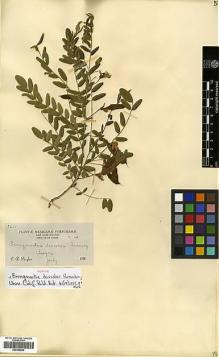 Type specimen at Edinburgh (E). Purpus, Carl: 5201. Barcode: E00346869.