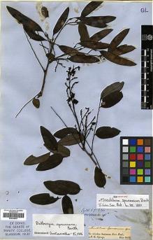 Type specimen at Edinburgh (E). Spruce, Richard: . Barcode: E00346870.