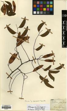 Type specimen at Edinburgh (E). Blanchet, Jacques: 2840. Barcode: E00346871.