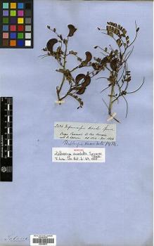 Type specimen at Edinburgh (E). Spruce, Richard: 2434. Barcode: E00346872.