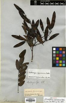 Type specimen at Edinburgh (E). Spruce, Richard: . Barcode: E00346873.