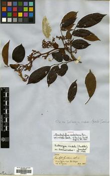 Type specimen at Edinburgh (E). Spruce, Richard: 1546. Barcode: E00346874.