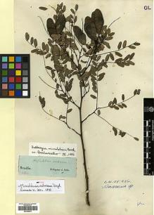 Type specimen at Edinburgh (E). Sellow, Friedrich: . Barcode: E00346875.