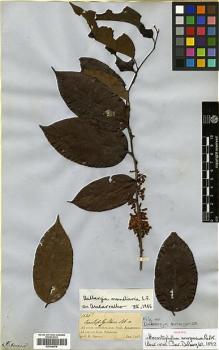 Type specimen at Edinburgh (E). Spruce, Richard: 1633. Barcode: E00346876.