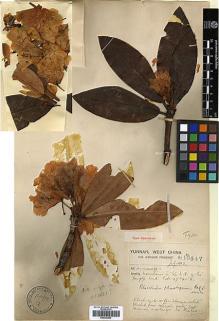 Type specimen at Edinburgh (E). Forrest, George: 10547. Barcode: E00346882.