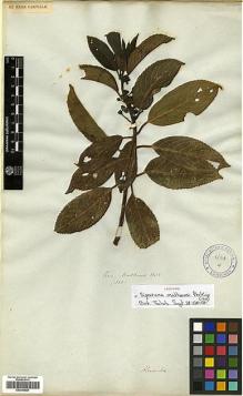 Type specimen at Edinburgh (E). Mathews, Andrew: 1560. Barcode: E00346884.