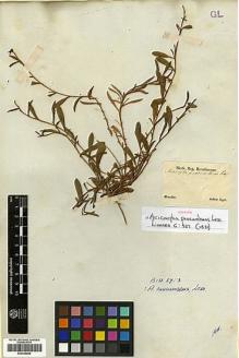 Type specimen at Edinburgh (E). Sellow, Friedrich: . Barcode: E00346885.