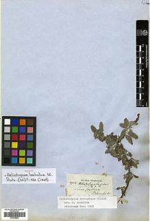 Type specimen at Edinburgh (E). Blanchet, Jacques: 2726. Barcode: E00346886.
