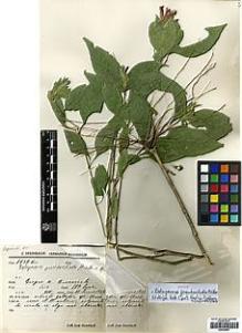 Type specimen at Edinburgh (E). Steinbach, José: 7137BIS. Barcode: E00346891.
