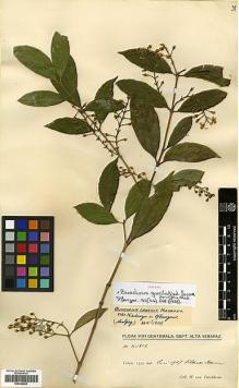 Type specimen at Edinburgh (E). von Türckheim, Hans: II 1812. Barcode: E00346894.