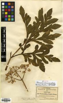 Type specimen at Edinburgh (E). Pringle, Cyrus: 3868. Barcode: E00346899.