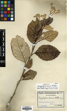 Type specimen at Edinburgh (E). Schlechter, Friedrich: 14962. Barcode: E00346922.