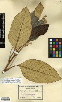 Type specimen at Edinburgh (E). Schlechter, Friedrich: 15149. Barcode: E00346923.