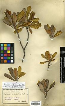 Type specimen at Edinburgh (E). Schlechter, Friedrich: 15232. Barcode: E00346930.