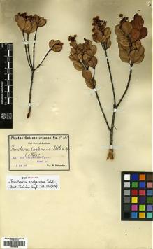 Type specimen at Edinburgh (E). Schlechter, Friedrich: 15187. Barcode: E00346939.