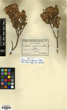 Type specimen at Edinburgh (E). Schlechter, Friedrich: 15188. Barcode: E00346940.