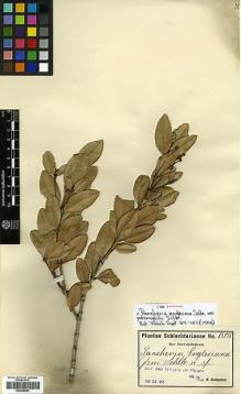 Type specimen at Edinburgh (E). Schlechter, Friedrich: 15135. Barcode: E00346942.